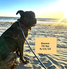 Donna photo 2