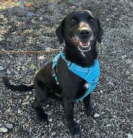 Photo of Black Raspberry