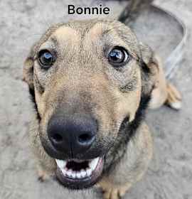 Photo of Bonnie