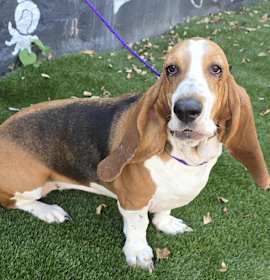 Delphinus (bonded w/ Capella) photo 2