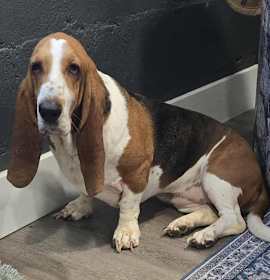 Delphinus (bonded w/ Capella) photo 4