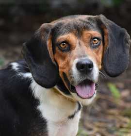 Photo of Arnold- URGENT FOSTER NEEDED!