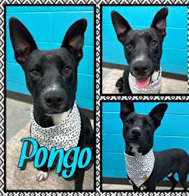 Photo of Pongo