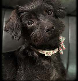 Photo of Winnie-Pending