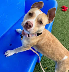 Crimson IV (foster) photo 1