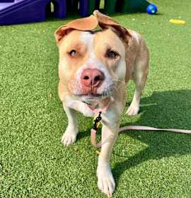 Crimson IV (foster) photo 2