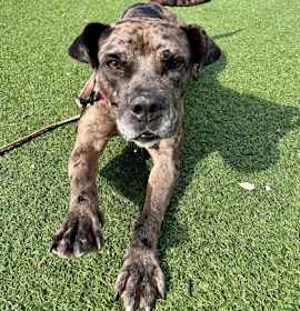 Charmer II (foster) photo 2