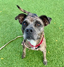 Charmer II (foster) photo 3