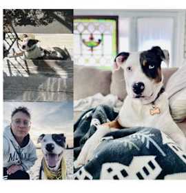 Photo of Dolly (formerly Callie)