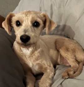 Photo of Prince Charming