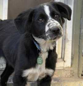 Photo of Harry, a One Direction Pup