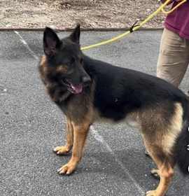 Photo of Lucca (Rover)