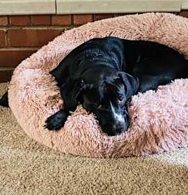 Nancy Pretzel photo 3