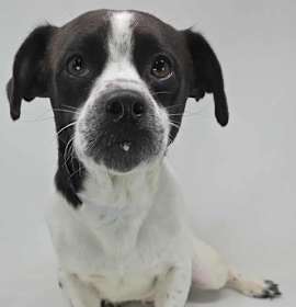 Bonaroo Buzz photo 1