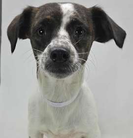 Butter Pecan photo 1