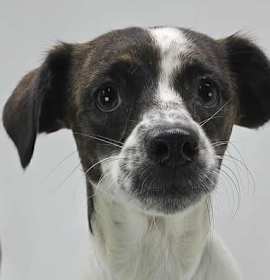 Butter Pecan photo 2