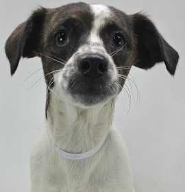 Butter Pecan photo 3