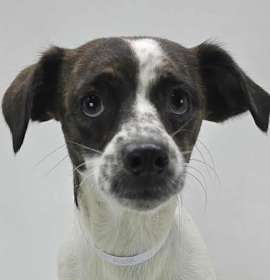 Butter Pecan photo 4