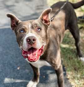 Photo of Hamilton (23811)