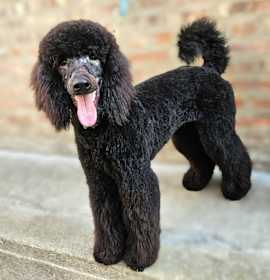 Photo of Walter (ADOPTED!)