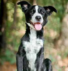 Photo of Four Sibling ~ Abner