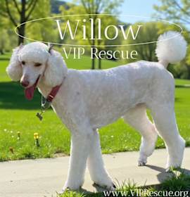 Photo of Willow / Myakka City