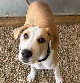 Photo of Leo 4 months