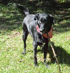 Photo of Rex-In foster