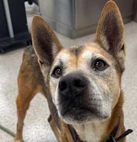 Photo of Sandler (in foster)