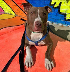 Jed (foster) photo 2