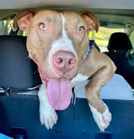 Jed (foster) photo 3