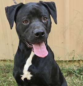 Tahoe *foster needed* photo 1