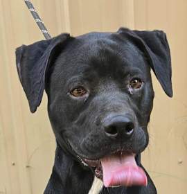 Tahoe *foster needed* photo 2