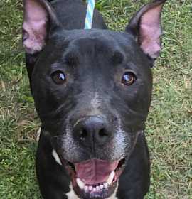 Connor *foster needed* photo 3