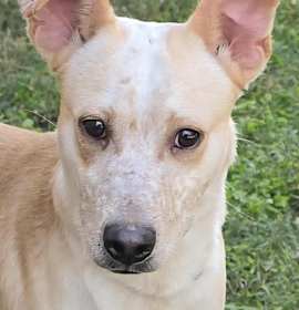 Vinny *foster needed* photo 2