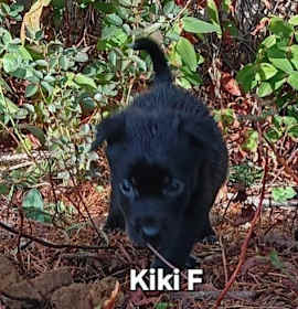 Photo of Kiki