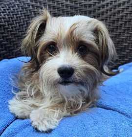 Photo of Cuddle Boy Colby