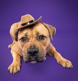 Photo of Piper AKA Tobias Squishmallow III