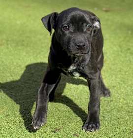 Phoenix(Mall of NH) photo 1