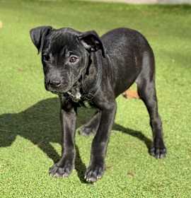 Phoenix(Mall of NH) photo 2