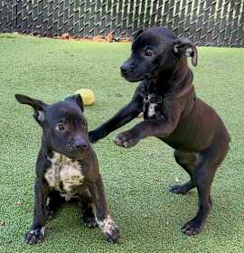 Phoenix(Mall of NH) photo 3