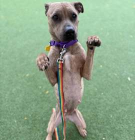 Shelley II 14 photo 2