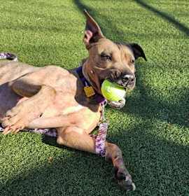 Shelley II 14 photo 3