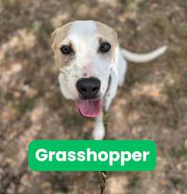 Photo of Grasshopper