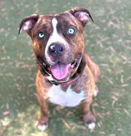 Photo of Blue C000-308 - Costa Mesa Location