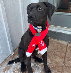 Photo of Upshall / Ditto