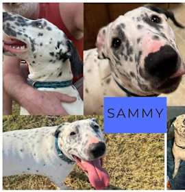 Photo of Cindy's Pup SAMMY