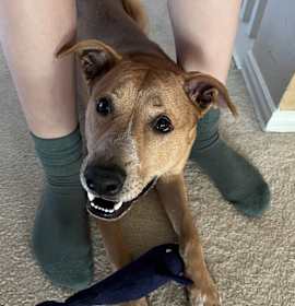 Garlic Cheddar Biscuit photo 2