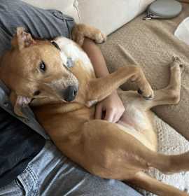 Garlic Cheddar Biscuit photo 4