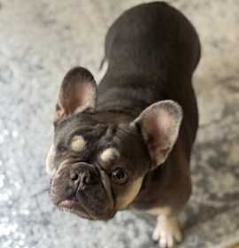 Photo of Sonic Wiggleson